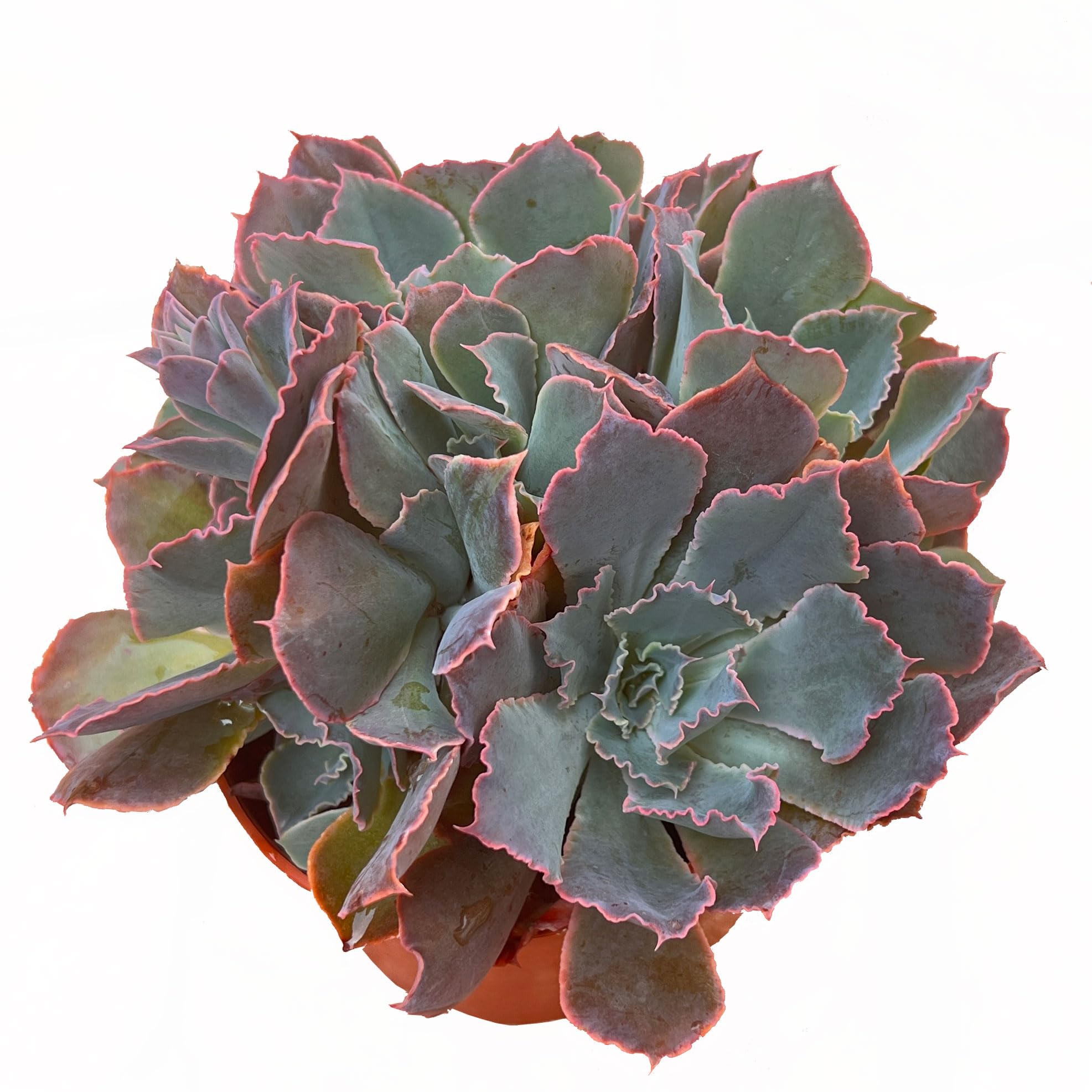 Amazon｜【Succute】 多肉植物 シャビアナ トラフルズ Shaviana